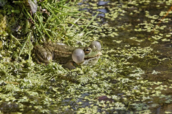 Żaba śmieszka, rana ridibunda — Zdjęcie stockowe