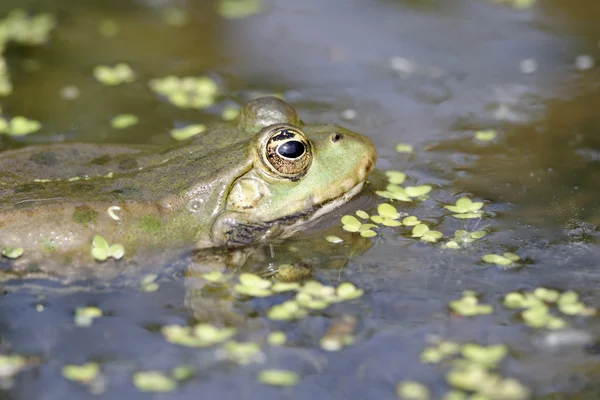 Marsh kurbağa, rana ridibunda — Stok fotoğraf