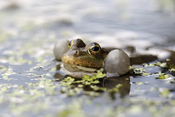 Sapo-de-pântano, Rana ridibunda — Fotografia de Stock