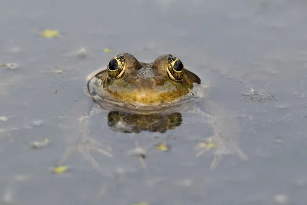 Sapo-de-pântano, Rana ridibunda — Fotografia de Stock