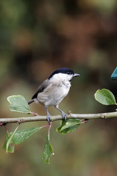 Mosa tit, parus palustris — Stockfoto