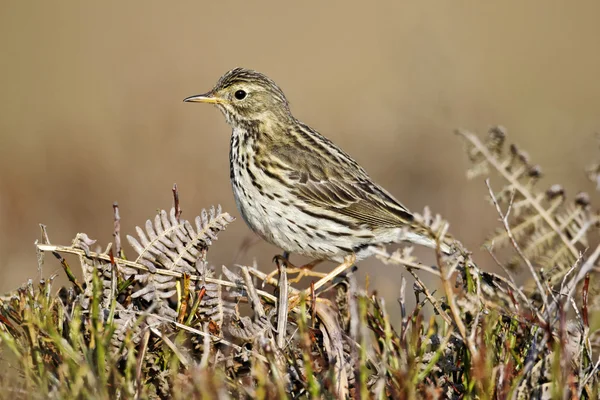 Anthus pratensis的Meadow Pipit — 图库照片