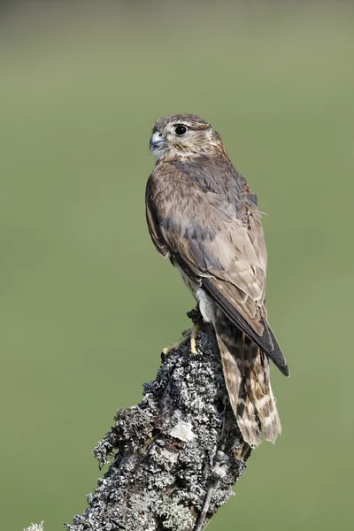 Merlin, Falco columbarius — Stock Photo, Image