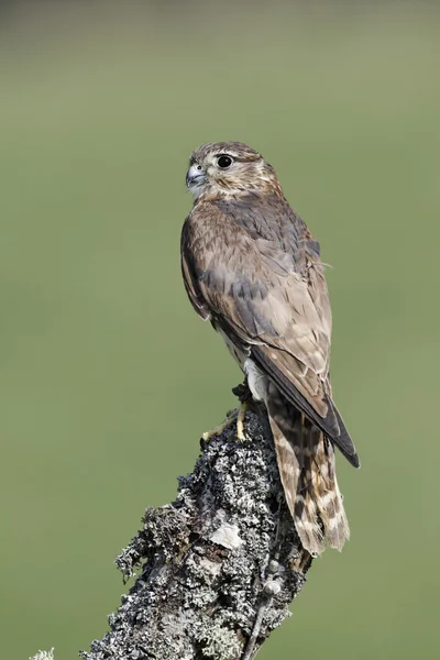 Merlin, Falco columbarius — Stockfoto