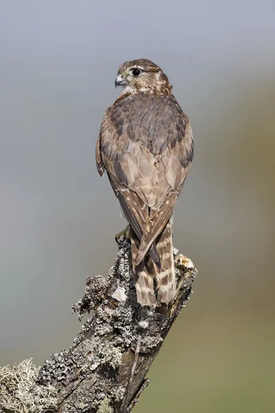 Merline, falco columbarius — Stock fotografie