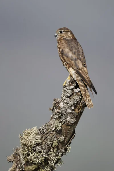 Merline, falco columbarius — Stock fotografie