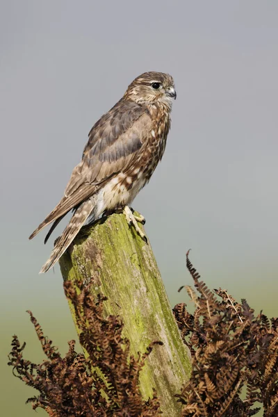 Merlino, Falco columbarius — Foto Stock
