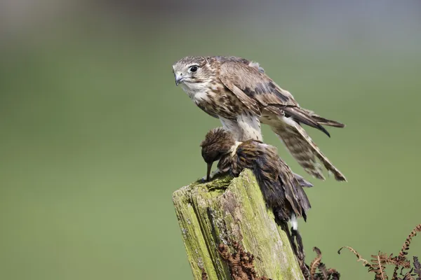 Merlin, Falco columbarius — Stok fotoğraf