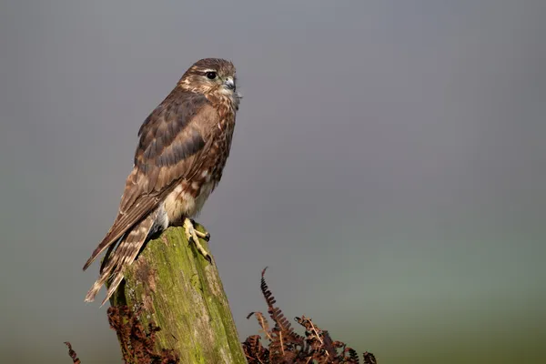Merlino, Falco columbarius — Foto Stock