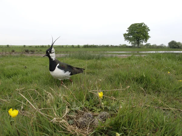 Vanneau cendré, Vanellus vanellus — Photo