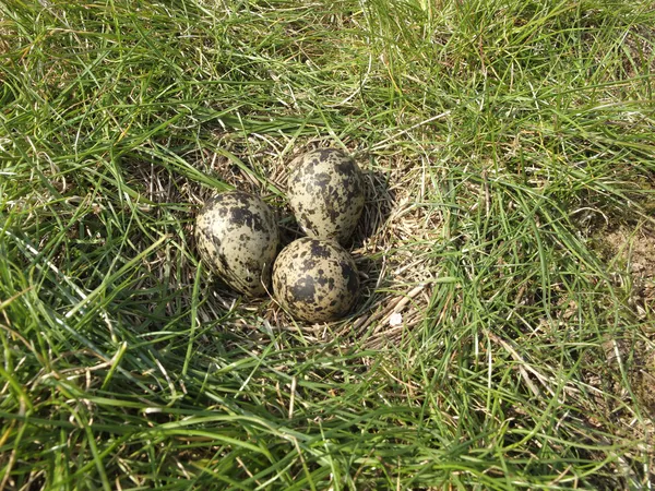 Northern lapwing, Vanellus vanellus — Stock Photo, Image