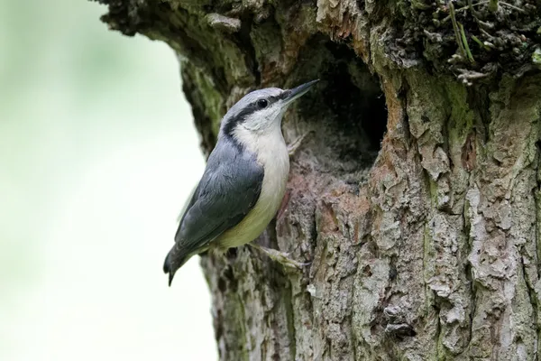 Trepador azul, sitta europaea, —  Fotos de Stock