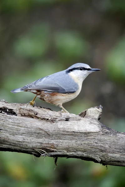 Trepadeira-azul, sitta europaea, — Fotografia de Stock