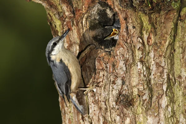 Nuthatch, 37 лет, Sitta europaea , — стоковое фото