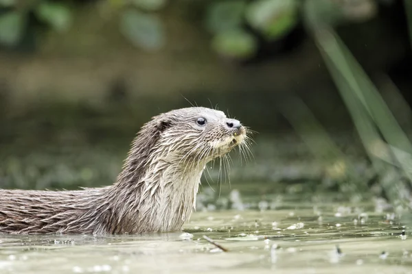 Otter, Lutra lutra — Stock Photo, Image