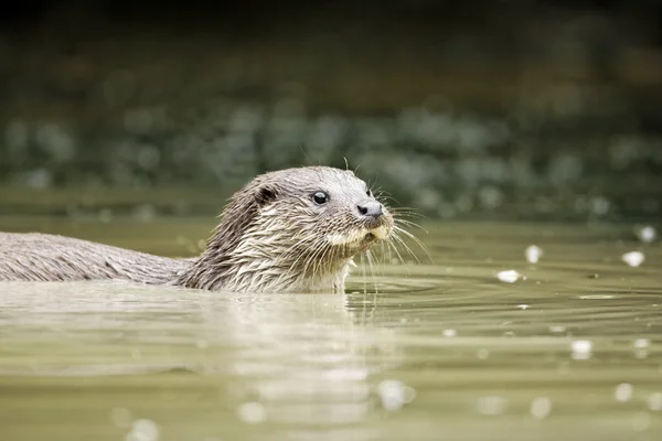 Otter, Lutra lutra — Stock Photo, Image