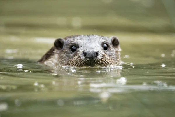 Otter, Lutra lutra — Stock Photo, Image