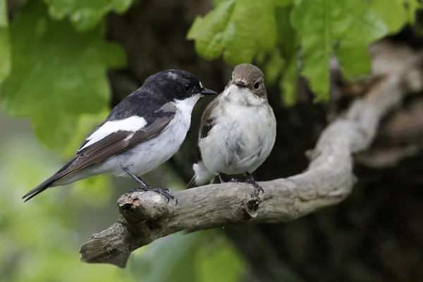 Bonte vliegenvanger, ficedula hypoleuca — Stockfoto