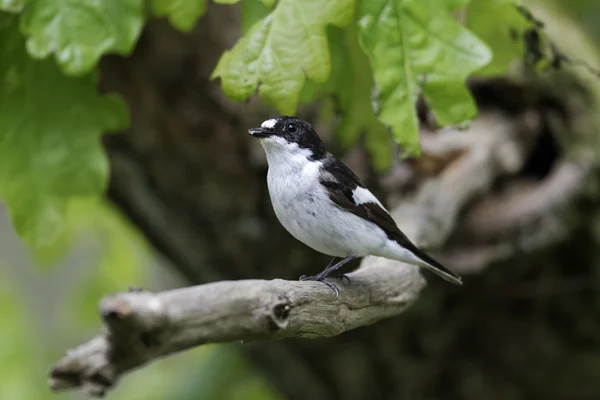 얼룩 무늬 새, Ficedula hypoleuca — 스톡 사진