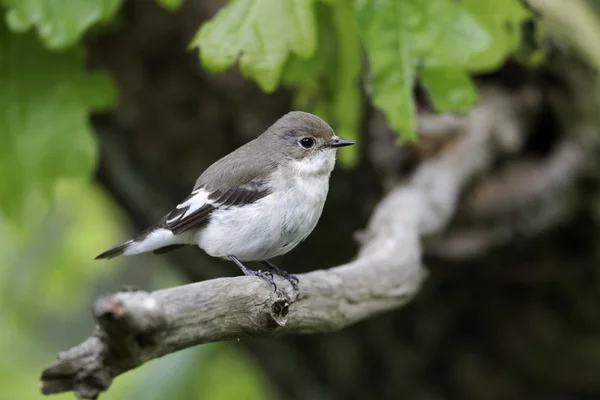 ムナジロ ヒタキ、キビタキ hypoleuca — ストック写真