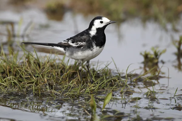 Pied Pliszka, motacilla alba yarrellii — Zdjęcie stockowe