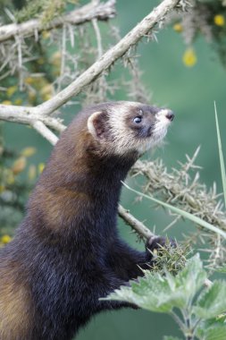 sansar, putorius putorius