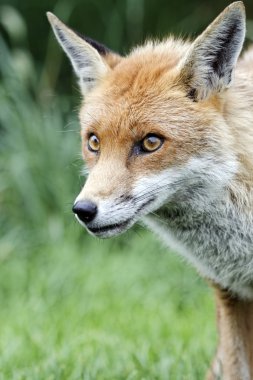 Kızıl Tilki, Vulpes vulpes