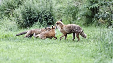 Red fox, Vulpes vulpes clipart