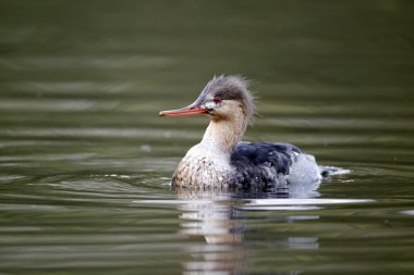Kırmızı göğüslü merganser, mergus serrator