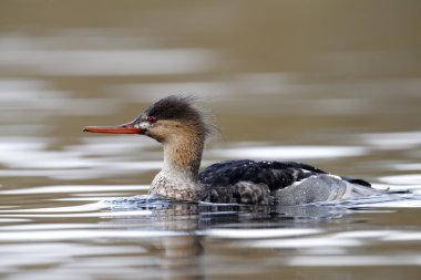 Kırmızı göğüslü merganser, mergus serrator