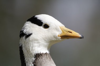 Bar başlı kaz, anser indicus