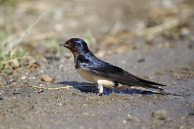 kırlangıcı, hirundo rustica