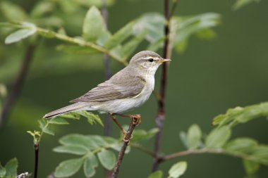 Willow çıvgın, phylloscopus trochilus