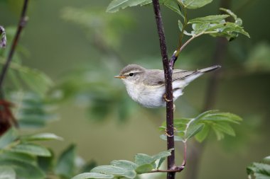 Willow çıvgın, phylloscopus trochilus