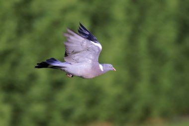 Tahta güvercin, Columba Palumbus