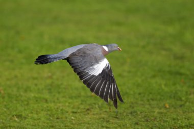 Tahta güvercin, Columba Palumbus