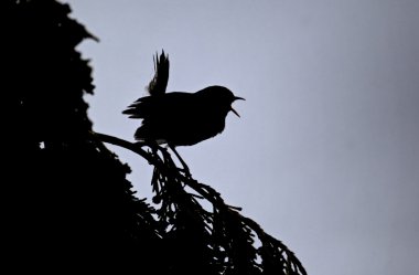 Wren, Troglodytes troglodytes