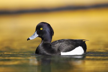 Ördek tüyü, Aythya fuligula