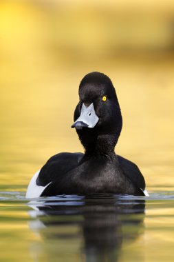 Ördek tüyü, Aythya fuligula