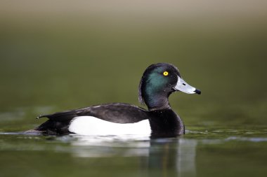 Ördek tüyü, Aythya fuligula