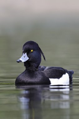 Ördek tüyü, Aythya fuligula