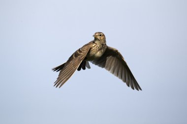 Skylark, Alauda arvensis clipart