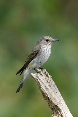 Benekli sinekkapan, muscicapa striata