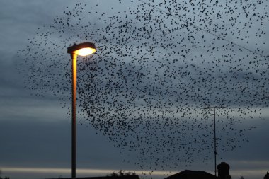 Starling, sturnus vulgaris
