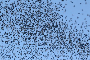 Starling, sturnus vulgaris