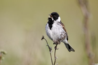 emberiza schoeniclus Reed kiraz kuşu