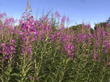 Rosebay willowherb, Epilobium angustifolium
