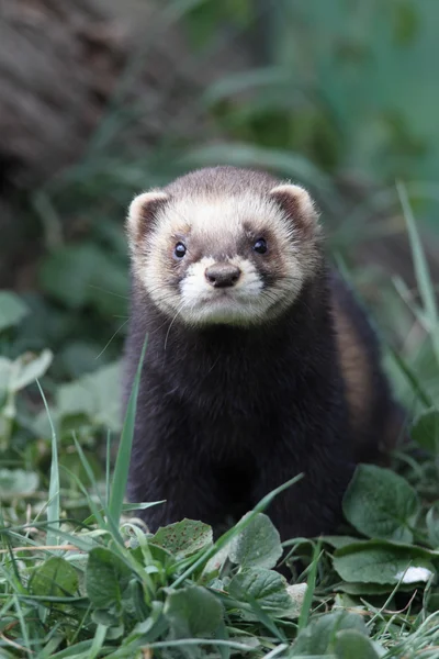 Polecat, Putorius putorius — Stock Photo, Image