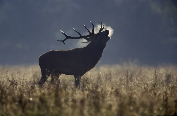 Jelen, cervus elaphus — Stock fotografie