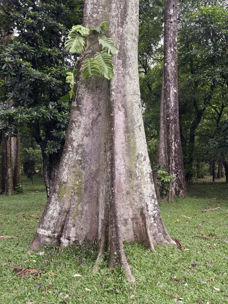 Pulia 树，灯台 angustiloba — 图库照片